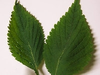 シソ葉・写真2