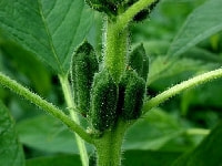 ゴマのさや・写真3