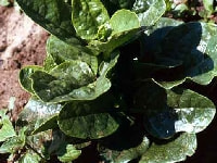 ツルムラサキ緑茎種・写真1