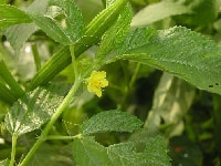 モロヘイヤ・写真1