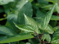 モロヘイヤの葉・写真3