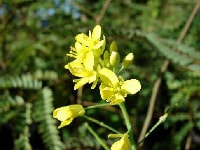 チンゲンサイの花・写真2