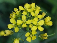 タアサイの花・写真3
