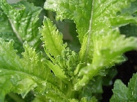 セリホンの葉・写真2