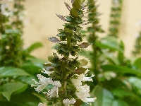 スイートバジルの葉・写真2