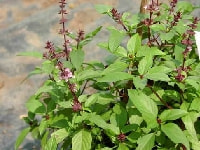 シナモンバジル・写真3