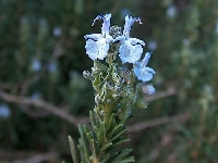 ローズマリー・写真3