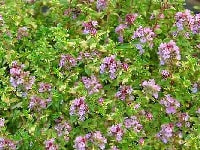 コモンタイム・写真1