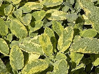 パイナップルセージ・写真3