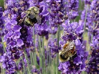 ラベンダー・写真2