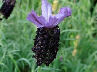 ラベンダー・写真3