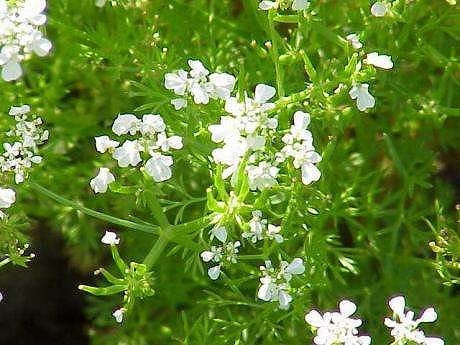 家庭菜園チャービルの育て方 栽培方法