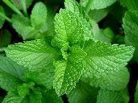 ミント・写真2