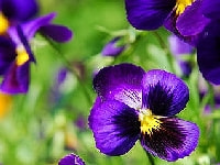 パンジー/ビオラ・写真2