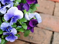 パンジー/ビオラ・写真3