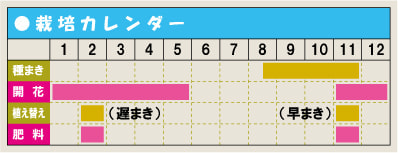 パンジー/ビオラの栽培カレンダー