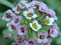 スイートアリッサム・写真1