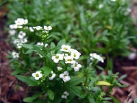 スイートアリッサム・写真3