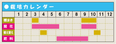 スイートアリッサムの栽培カレンダー