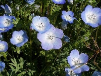 インシグニス・ブルー・写真1