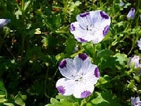 ペニーブラック・写真2