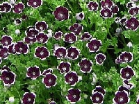 ペニー・ブラック・写真3