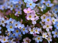 ワスレナグサ・写真2