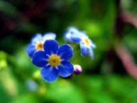 ワスレナグサ・写真3