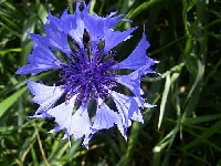 ヤグルマギク・写真2