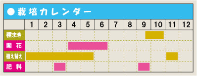 栽培カレンダー・ヤグルマギク