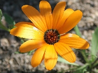 ディモルホセカ・写真2