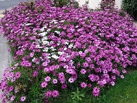 ディモルホセカ・写真3