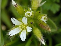 セラスチウム・写真2