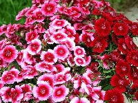 ダイアンサス・写真3