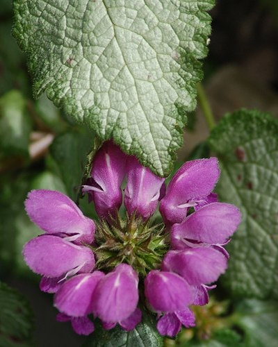 ガーデニング初心者の 庭作り
