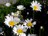 クリサンセマム・写真1