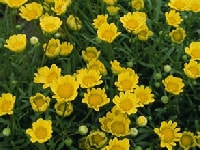 ムルチコーレ・写真3