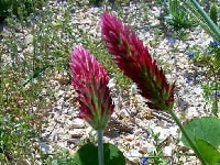 ストロベリーキャンドル・写真1