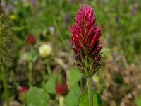 ストロベリーキャンドル・写真3