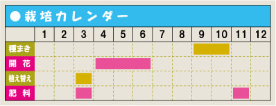 栽培カレンダー・ストロベリーキャンドル