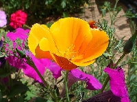 ハナビシソウ・写真2