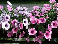 ペチュニア・写真1