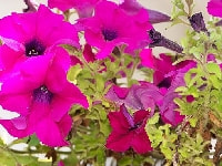 ペチュニア・写真2