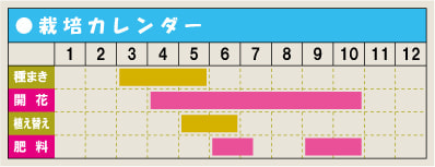 栽培カレンダー・ペチュニア