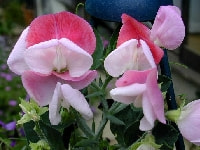 スイートピー・写真1