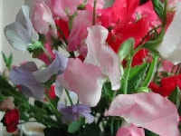 スイートピー・写真2