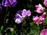 スイートピー・写真3