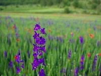 デルフィ二ウム・写真1