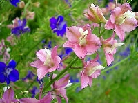 デルフィ二ウム・写真2