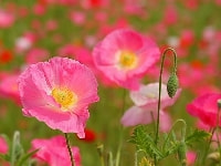 ポピー・写真1